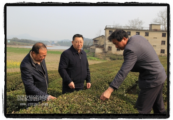 婺源縣茶業(yè)局積極組織茶技人員到中云、鎮(zhèn)頭、清華、思口等重點(diǎn)產(chǎn)茶鄉(xiāng)鎮(zhèn)，深入茶園地塊、名優(yōu)茶加工廠開展技術(shù)服務(wù)。